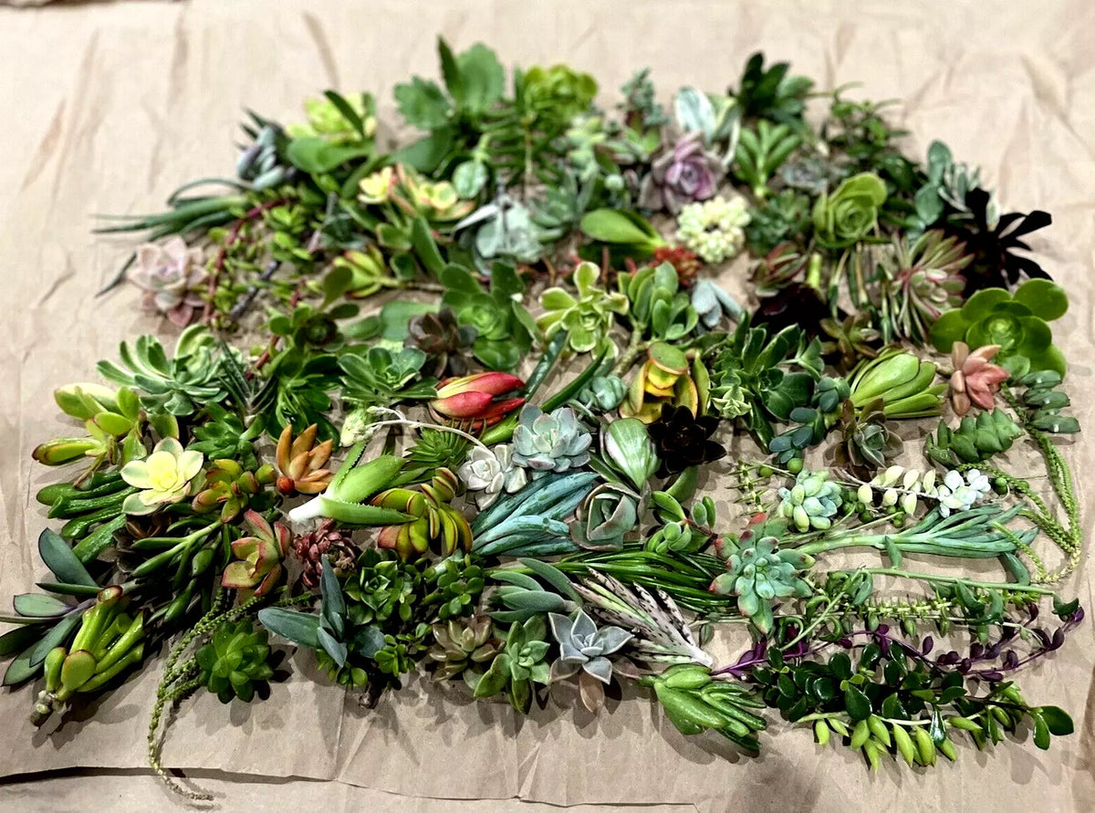 50 Random Succulent Cuttings - Assorted Varieties for Indoor Gardening - Various Species - Healthy Floret Starter Plants