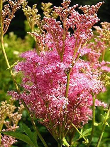 Queen of The Prairie Seeds - 40 Count - Pink Meadowsweet - Filipendula Rubra - Perennial Flower Seeds for Garden