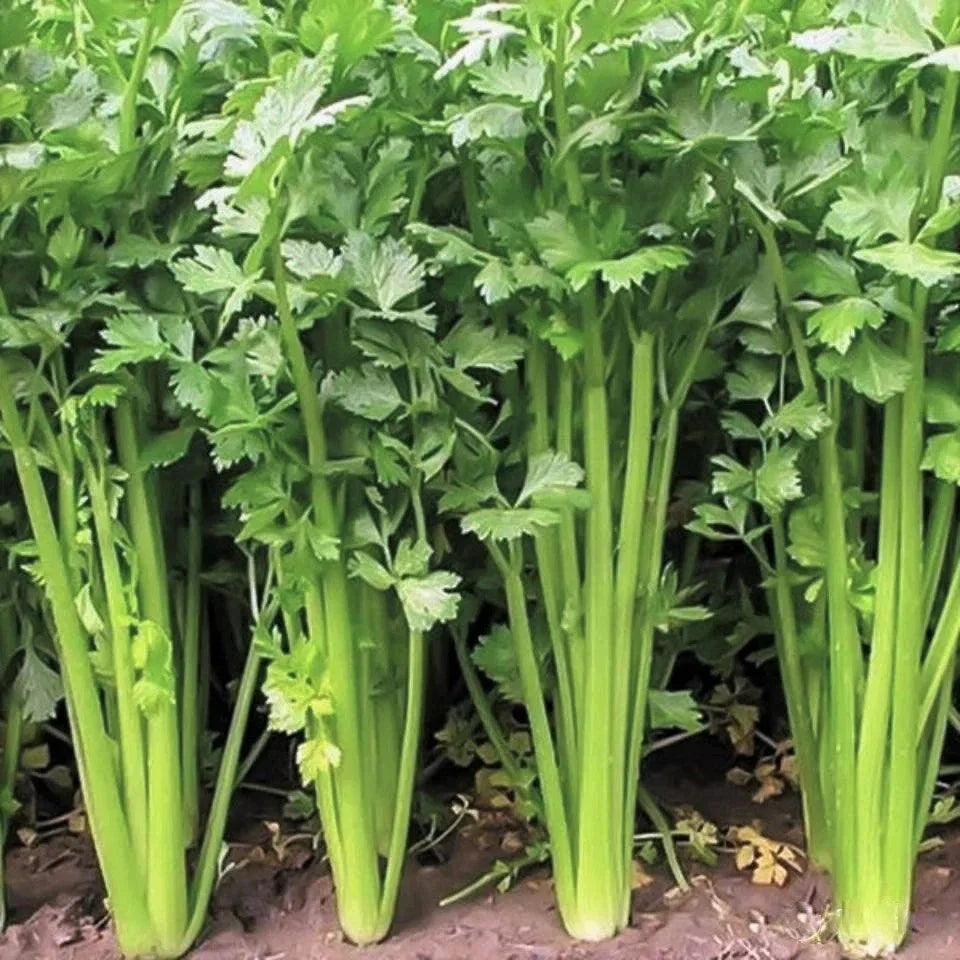 Chinese Celery Seeds Packet - Leaf Celery Variety, Apium Graveolens Nan Ling for 2025 Planting, Non-GMO, Aromatic Flavor