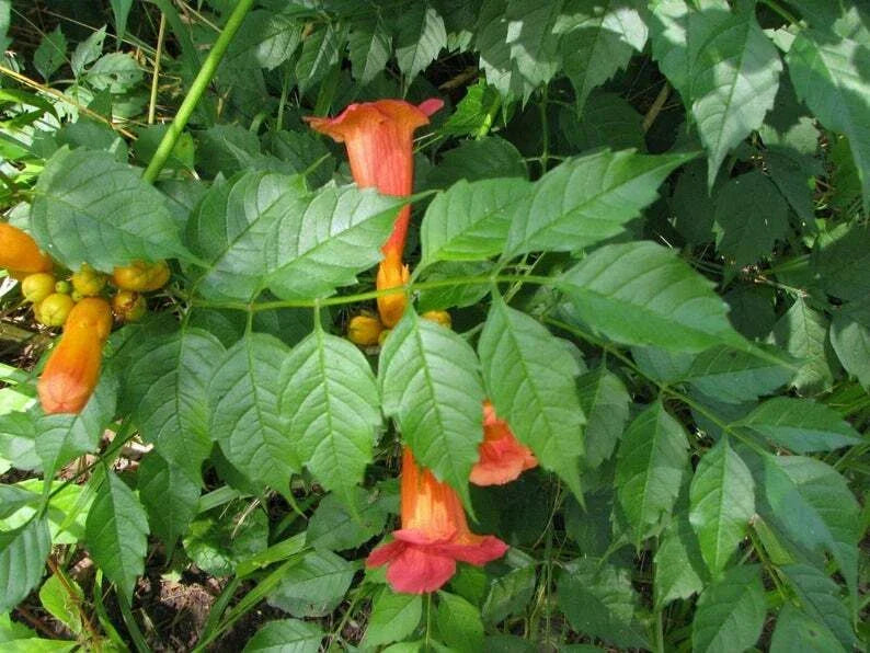 Orange Hummingbird Trumpet Creeper Plants - 3 Live Rooted Flowers - Campsis radicans - Vibrant Climbing Vines for Garden