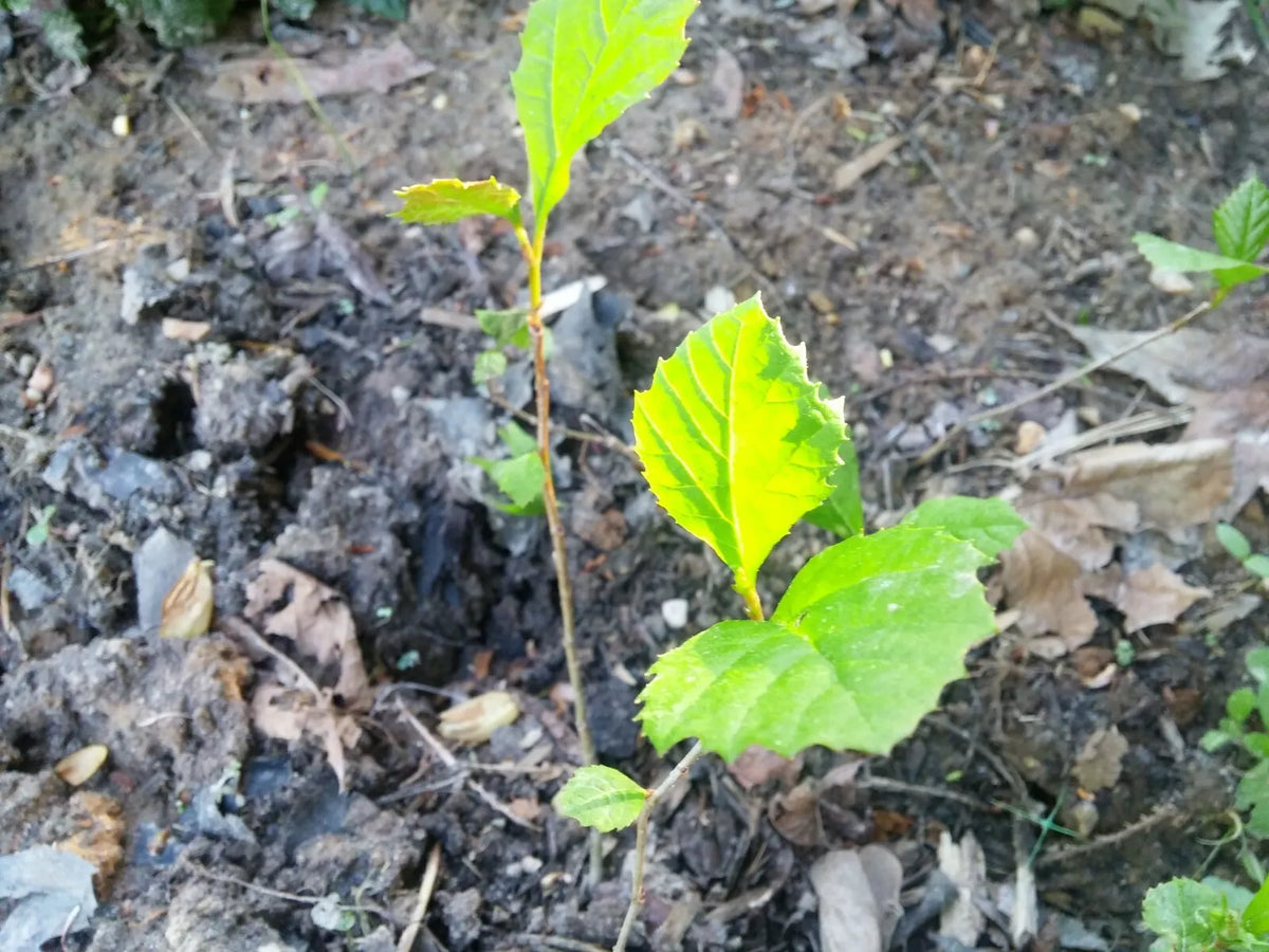 American Sycamore Seeds 1/2 lb Platanus occidentalis Buttonwood Tree for Landscaping and Shade