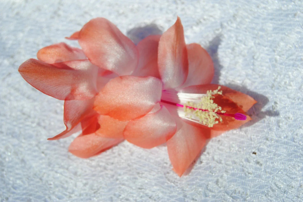 Christmas Cactus Starter Plant - Georgia Peach - Schlumbergera Truncata - Well Rooted for Indoor Gardening