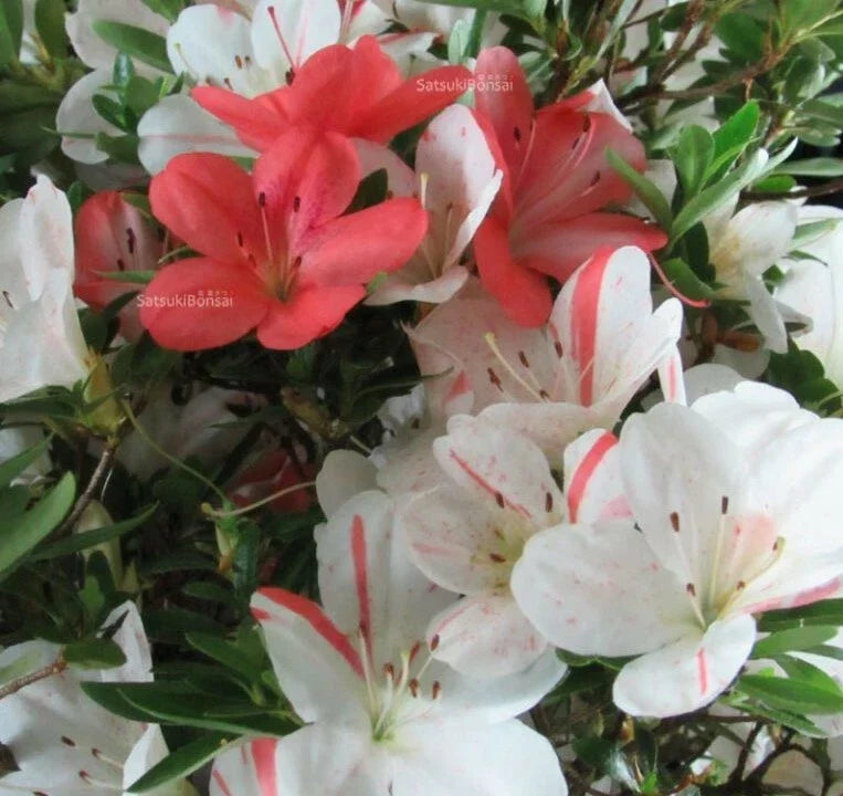 Azalea Starter Plant 4-Inch White & Peach Striped Rhododendron Deciduous IVERYYANA - Vibrant Blooms for Garden