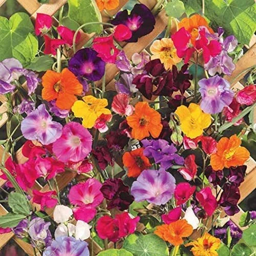 Climbing Vine Seeds Mix - 200 Seeds - Morning Glory, Nasturtium, Black Eyed Susan, Sweet Pea - Ipomoea spp., Tropaeolum spp.