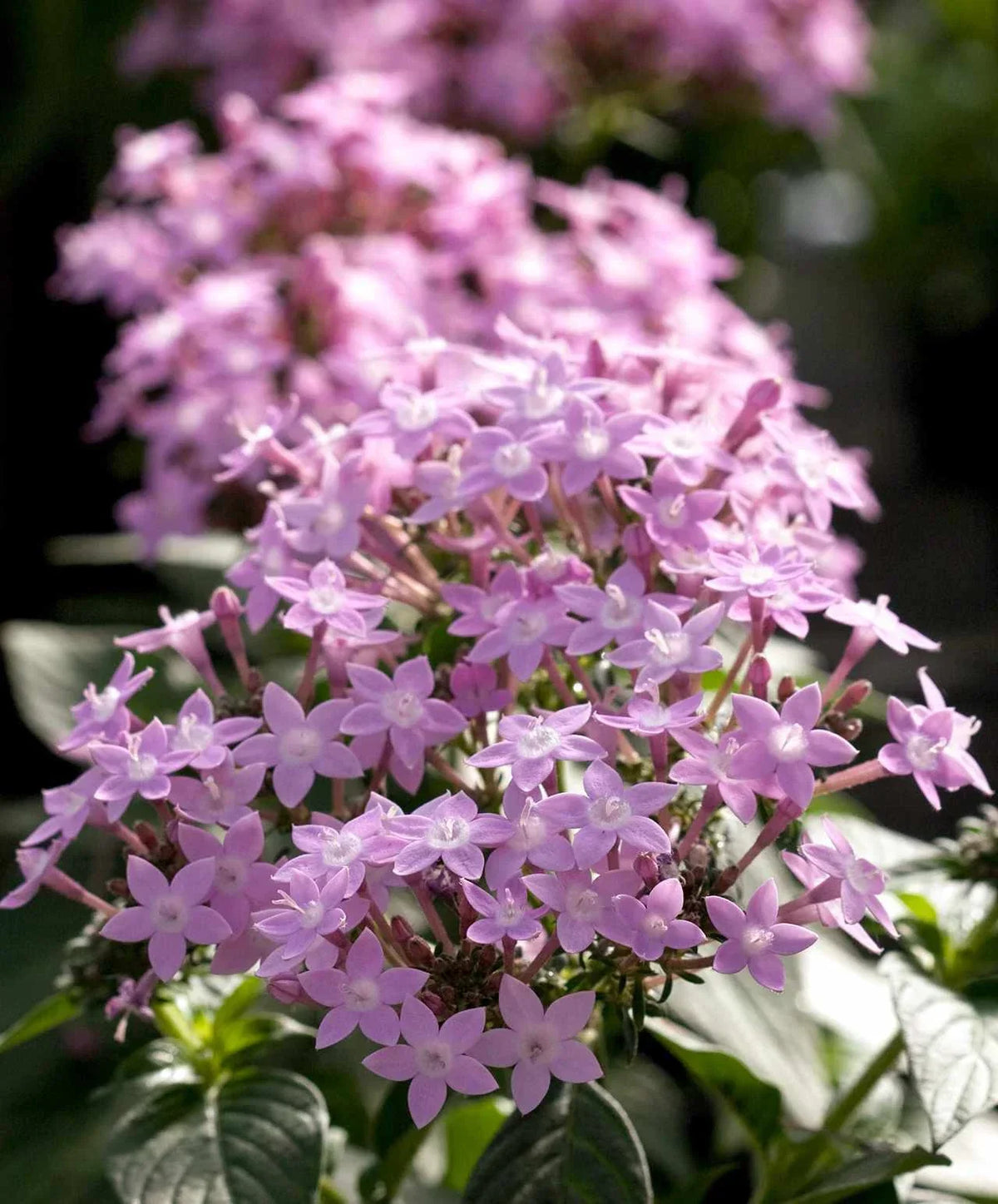 Pentas Seeds 500 Count Northern Lights Lavender - Pentas lanceolata - Flower Garden Seeds for Planting, Attracts Butterflies