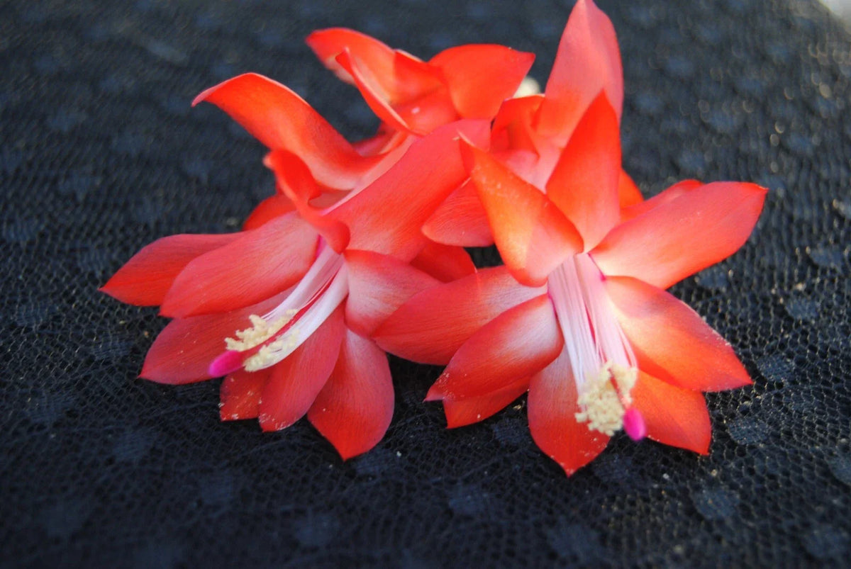 Christmas Cactus Starter Plant - Small Red Dragon - Schlumbergera Truncata - Healthy Well-Rooted Indoor Plant