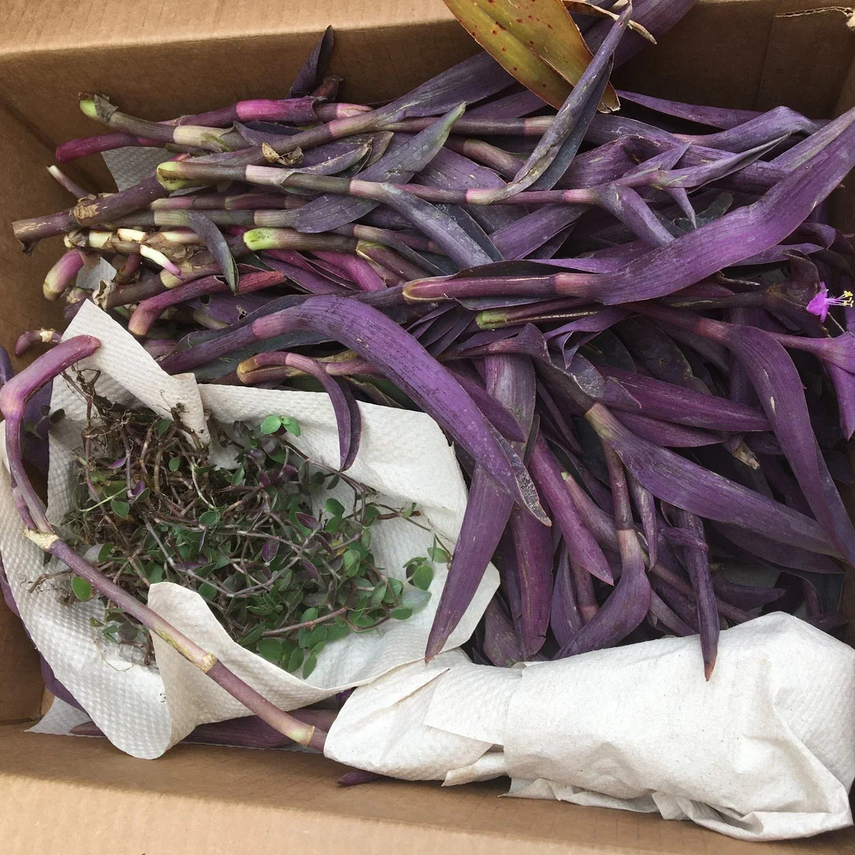 Purple Heart Cuttings - 20 Huge Tradescantia Pallida Purpurea - Vibrant Purple Foliage for Indoor/Outdoor Gardens