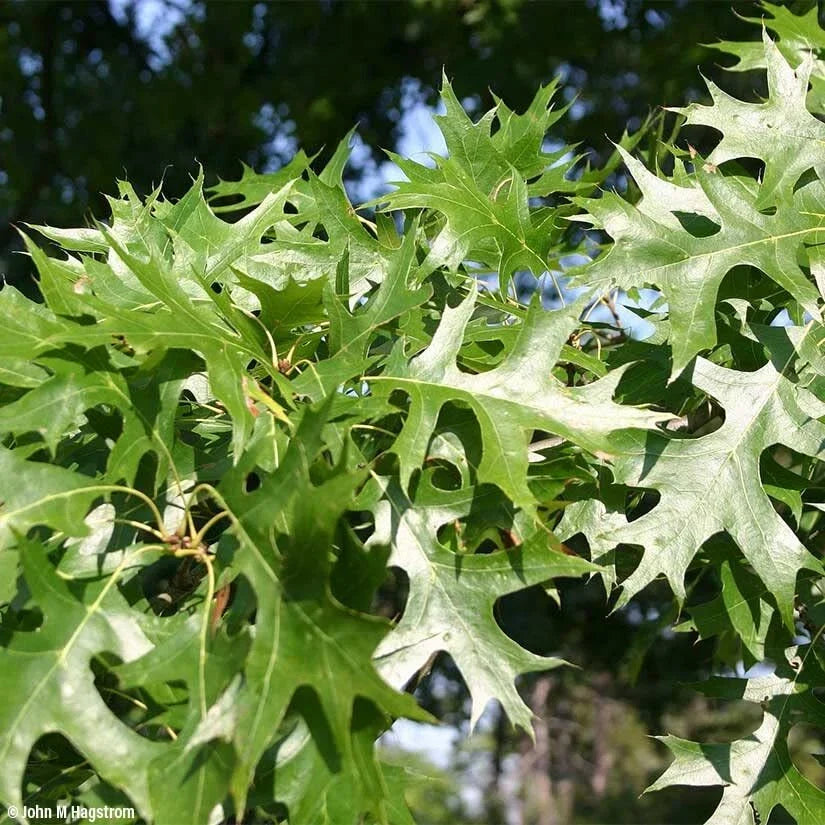 Pin Oak Trees for Planting | Live Seedlings 2-3 Feet Tall | Quercus palustris | Ideal for Gardens & Landscaping