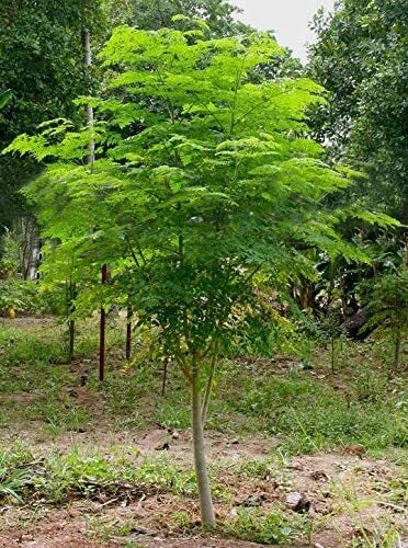 Moringa Tree Seeds - 30 Pack - Fast Growing Moringa oleifera - Easy to Grow, Nutrient-Rich, Ideal for Gardens