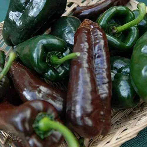 Mulato Isleno Poblano Pepper Seeds | Heirloom Non-GMO | Capsicum annuum | 25 Seeds Per Packet