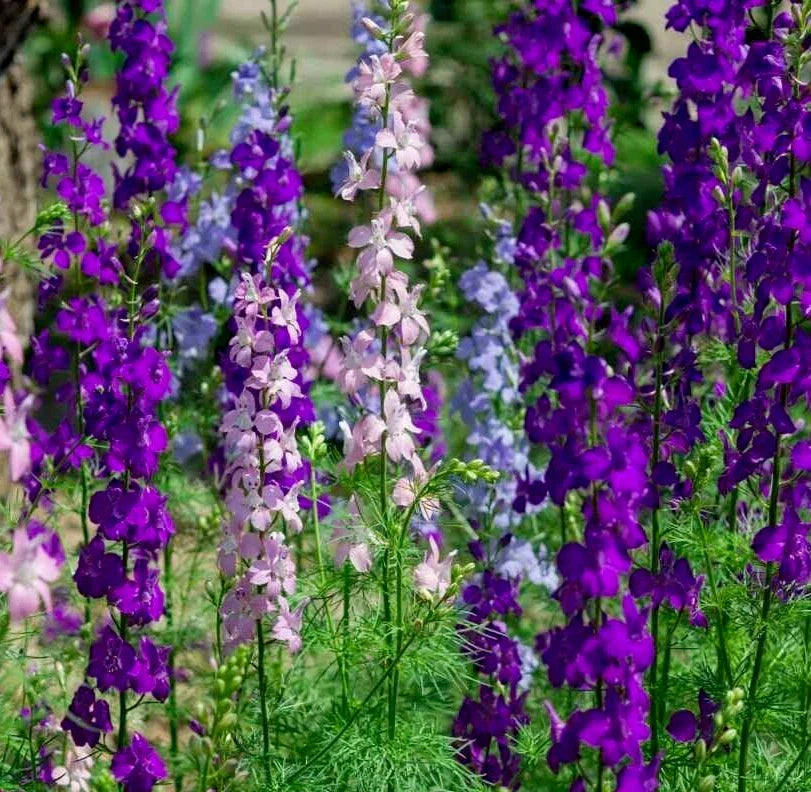 Larkspur Seeds 200+ Pack "Rocket" Mix Purple White Delphinium ajacis Annual Flower Seeds for Garden Planting