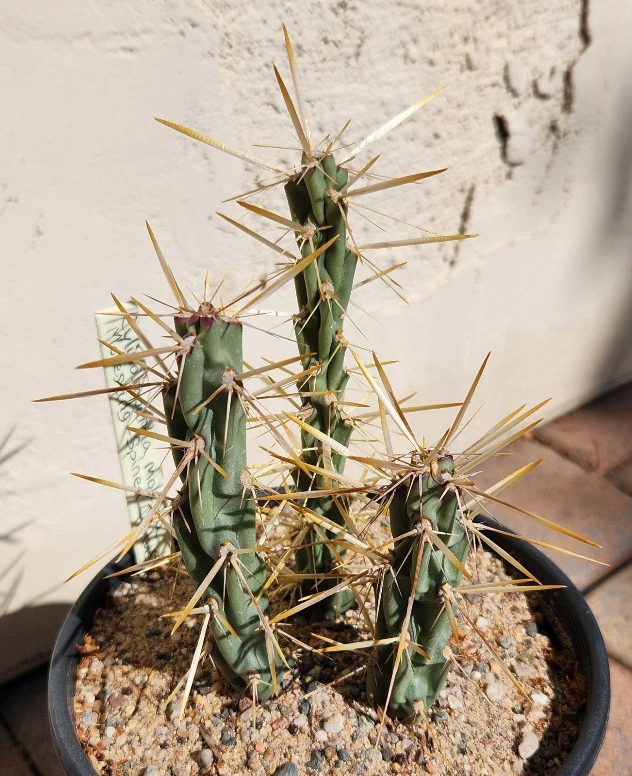 Live Cactus Cuttings - 3 Rooted Cylindropuntia Molesta - Molesting-Spined Cholla - Drought-Tolerant Cactus for Gardens