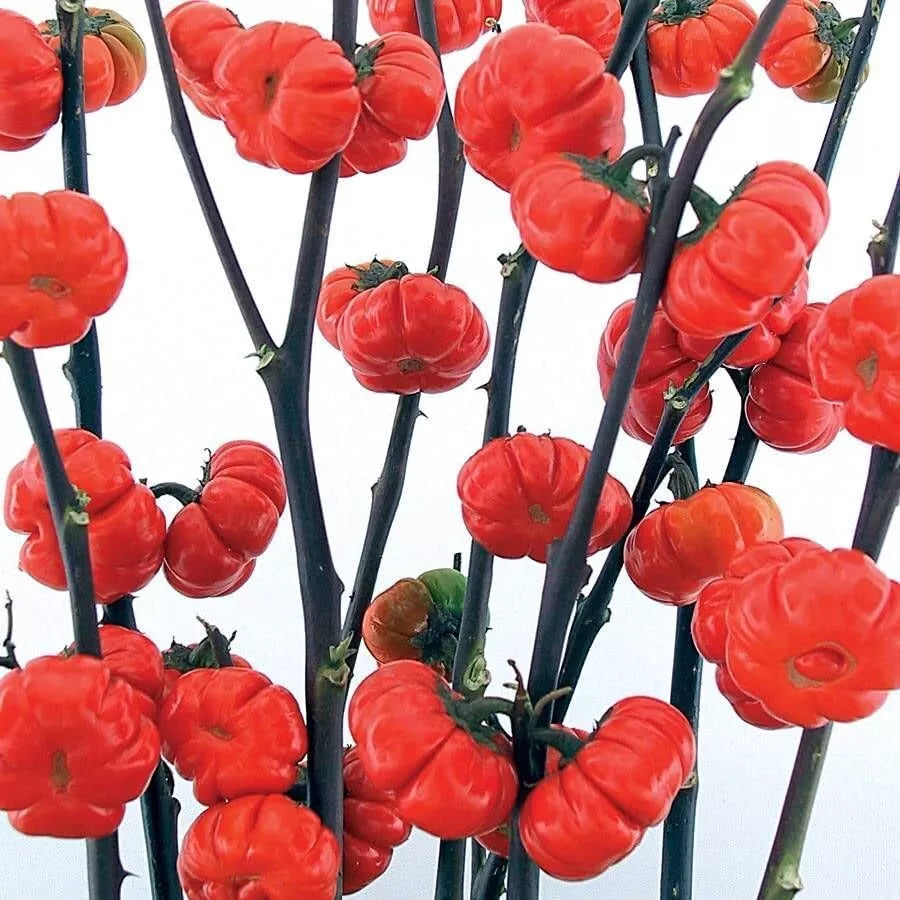 Pumpkin on a Stick Eggplant Seeds - 10 Seeds - Ornamental Variety - Solanum integrifolium - Unique Miniature Pumpkin Shape
