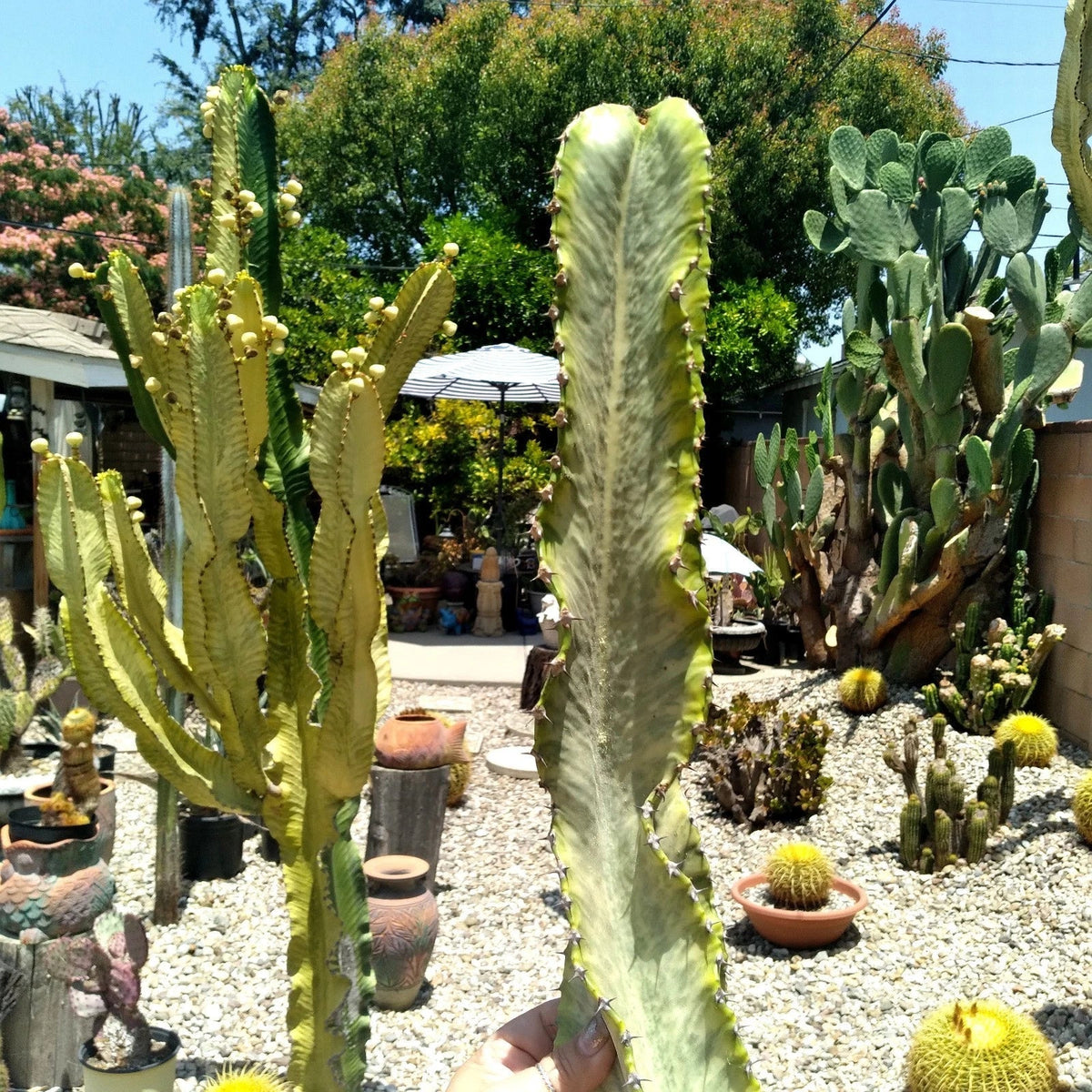 Euphorbia Ammak Variegated Cutting - 16" African Candelabra - Unique Foliage for Succulent Lovers - Euphorbia ammak