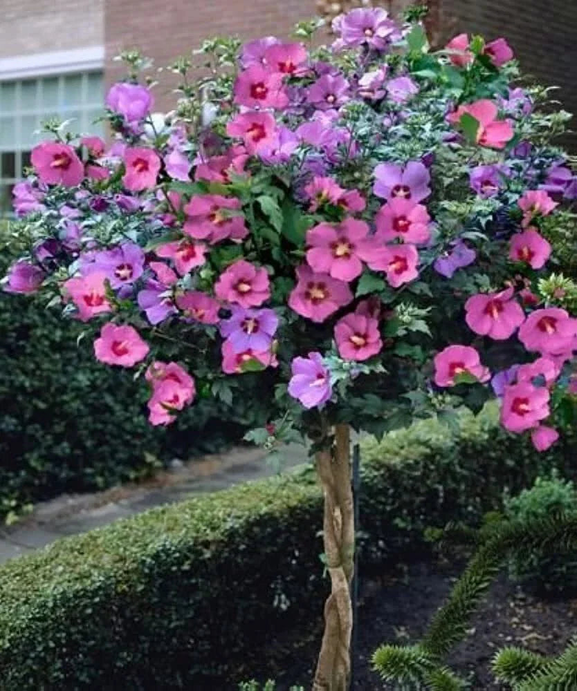Rose of Sharon Bush Seedlings, 3 Pack, Hardy Flowering Shrubs, Hibiscus syriacus, Vibrant Blooms for Garden Planting