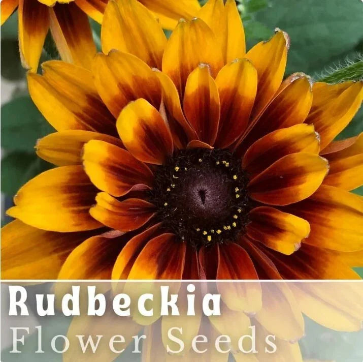 Rudbeckia Seeds - Rustic Tangerine - 125+ Annual Flower Seeds - Black-Eyed Susan (Rudbeckia hirta) for Garden