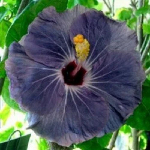Hibiscus Seeds - 20 Premium Purple Silver Perennial Flower Seeds - Hibiscus rosa-sinensis - US Seller
