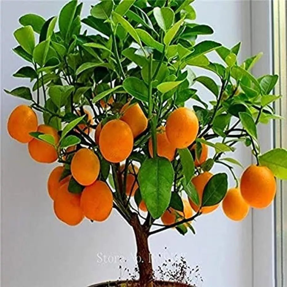 Bonsai Orange Tree Seeds, 20 Seeds, Fruit-Bearing Citrus, Citrus reticulata - Miniature Indoor Plant for Home Garden