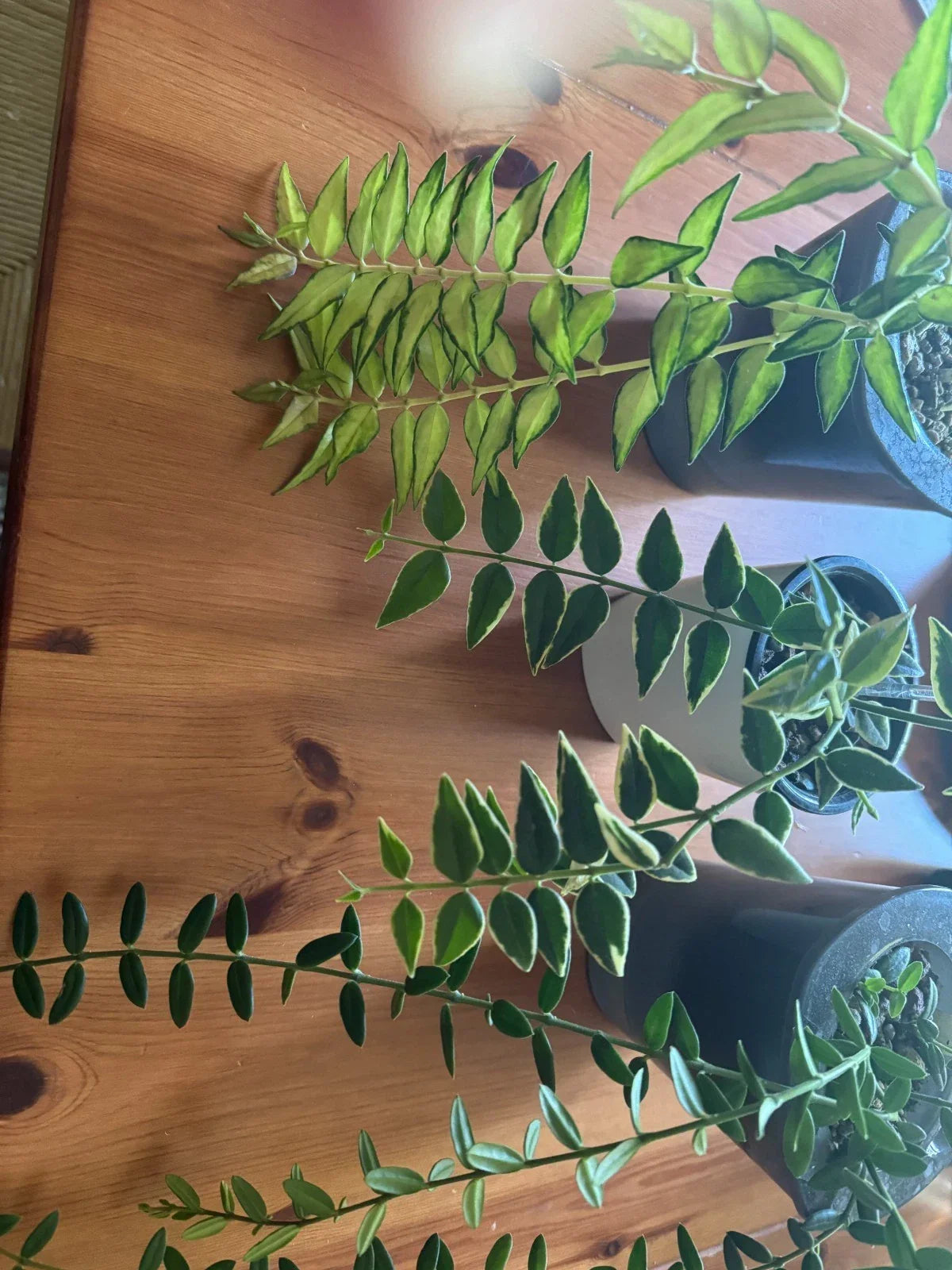 Hoya Plant Bundle - Cuttings of Hoya Bella Variegated & Hoya Engleriana - Easy Care Indoor Houseplants - Hoya bella, Hoya engleriana