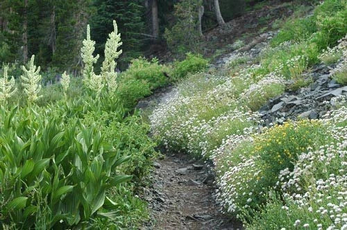 White Horse Mint Seeds - 1000 Rare Medicinal Herb Seeds - Aromatic Mentha spicata for Culinary Use and Herbal Remedies