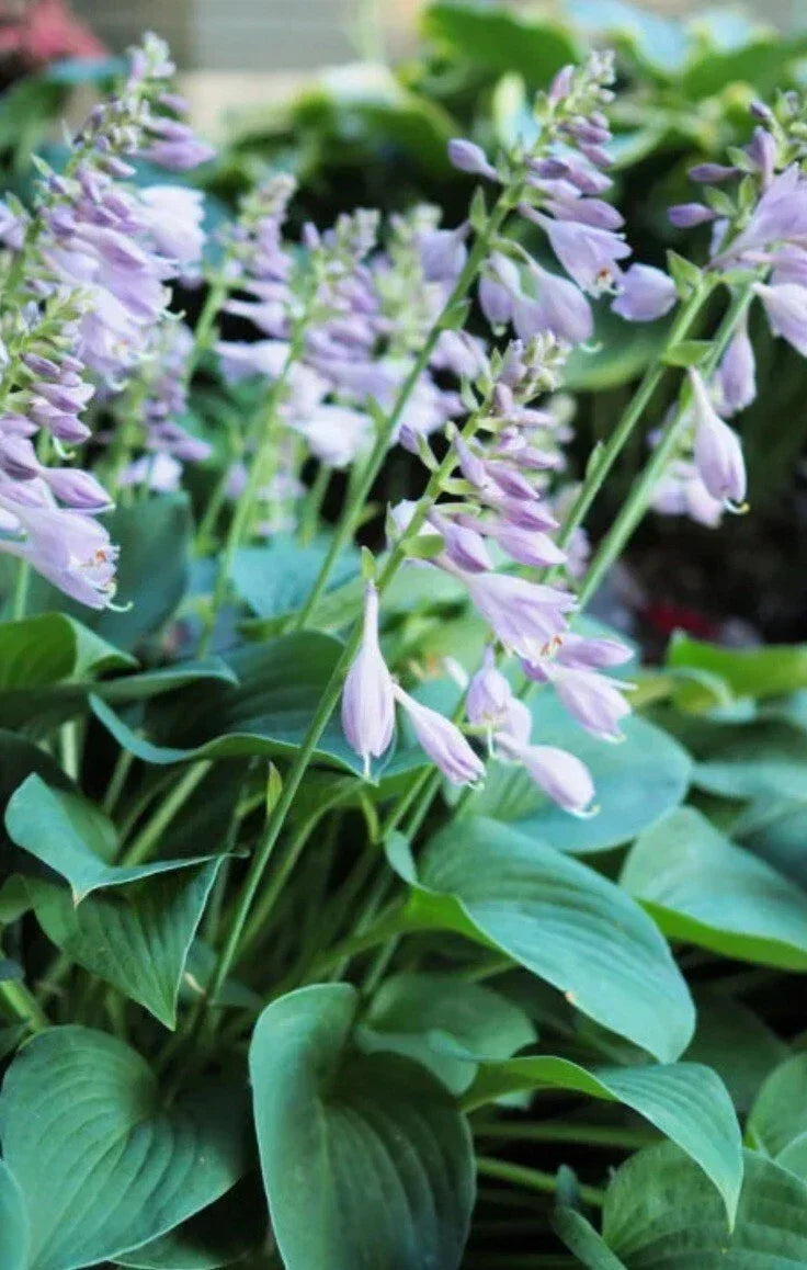 Purple Flowering Hosta Plant - Bare Root - Purple Blooms - Hosta sieboldiana - Shade Garden Perennial