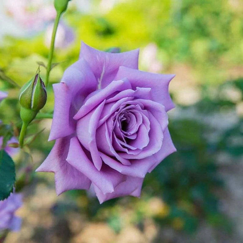 Light Purple Rose Seeds - 10 Perennial Shrub Flower Seeds - Rosa spp. - Non-GMO, Fragrant Blooms, Attracts Pollinators