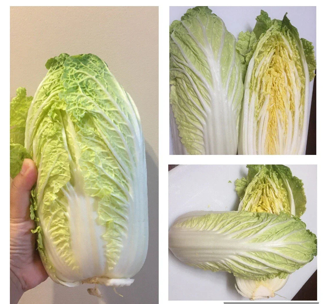 Napa Cabbage Seeds 500+ Non-GMO Michihili Brassica rapa var. pekinensis - Crisp Flavor for Home Gardening and Culinary Use