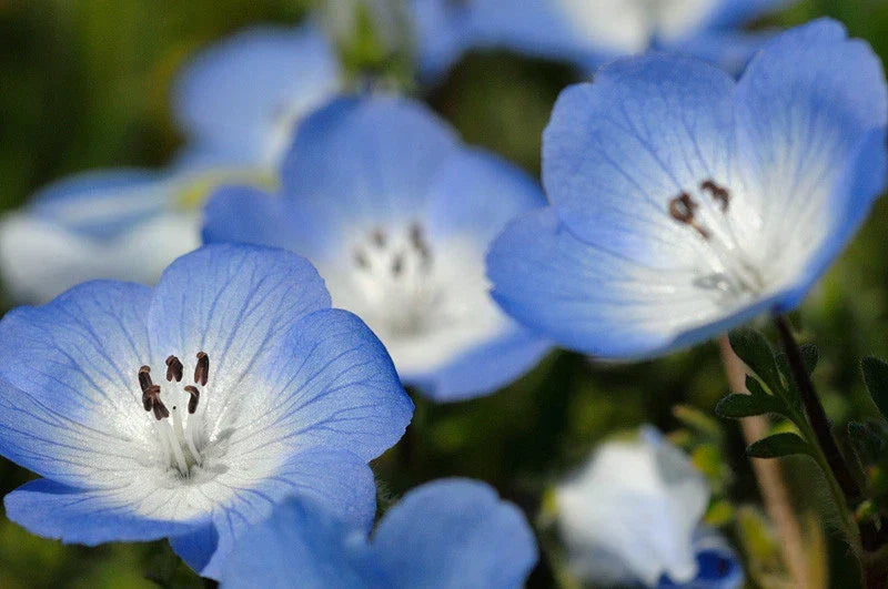 Baby Blue Eyes Flower Seeds - 565 Seeds - Nemophila menziesii - Ideal for Shade - Non-GMO, Attracts Pollinators