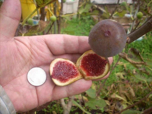 Fig Tree Cuttings 6 Pieces Col de Dame Grise Ficus carica Healthy Hardy Delicious