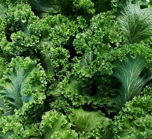 Southern Giant Curled Mustard Seeds - 500+ Heirloom Non-GMO - Brassica juncea - USA Grown, Ideal for Salads and Cooking