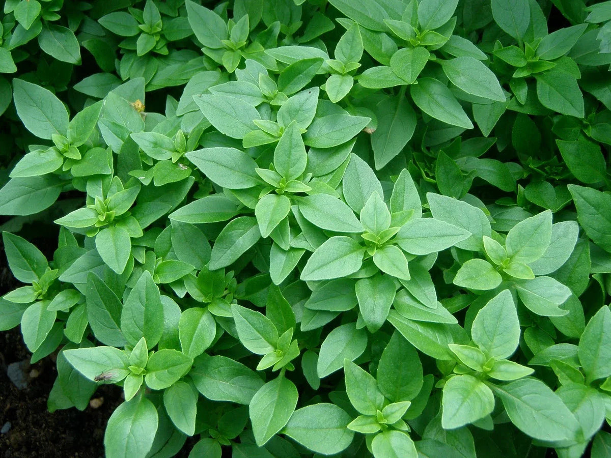 Spicy Globe Basil Plant - Dwarf Bush, Heirloom Organic Herb, Ocimum basilicum 'Spicy Globe' - NON-GMO Starter Seedling