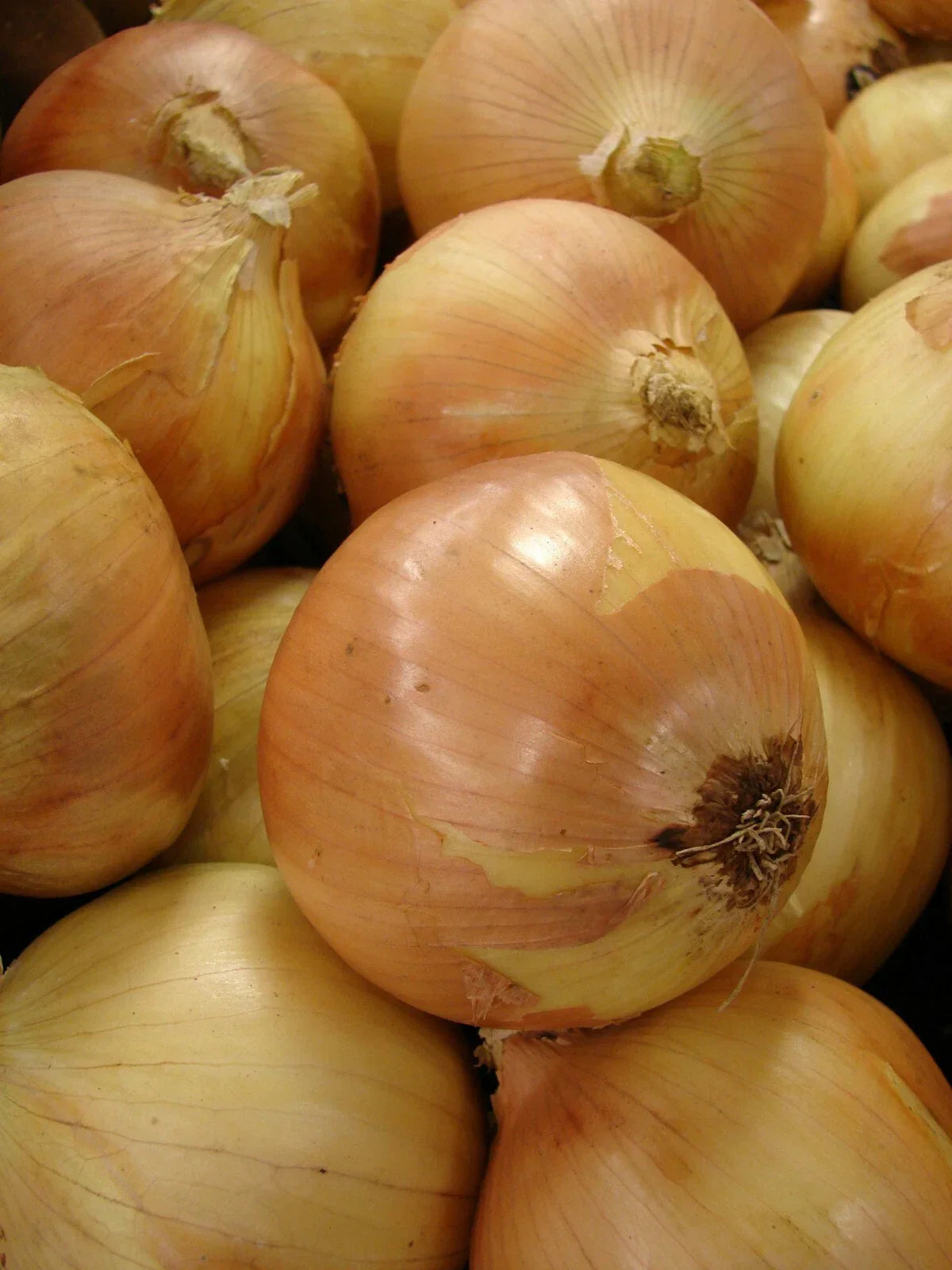 Yellow Granex Onion Seeds, 300 Count, Sweet Onion Variety, Allium cepa for Home Gardening