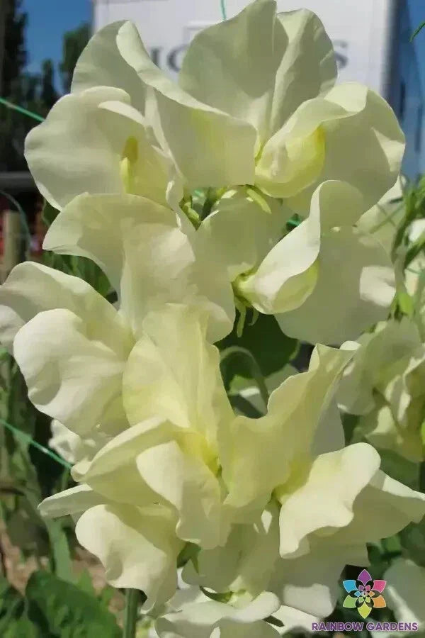 Cathy Sweet Pea Seeds - 50+ Premium Seeds - Lathyrus odoratus - Fragrant Climbing Vines for Trellises and Arbors