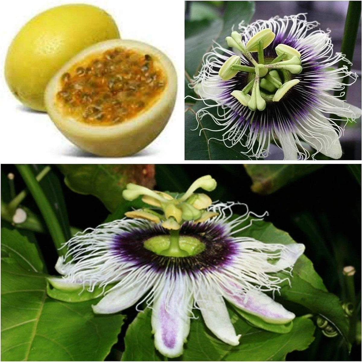 Sweet Sunrise Passion Fruit Plant - Live Starter Plant - Passiflora edulis - Self Fertile - Ships in Container - (1) Healthy Plant