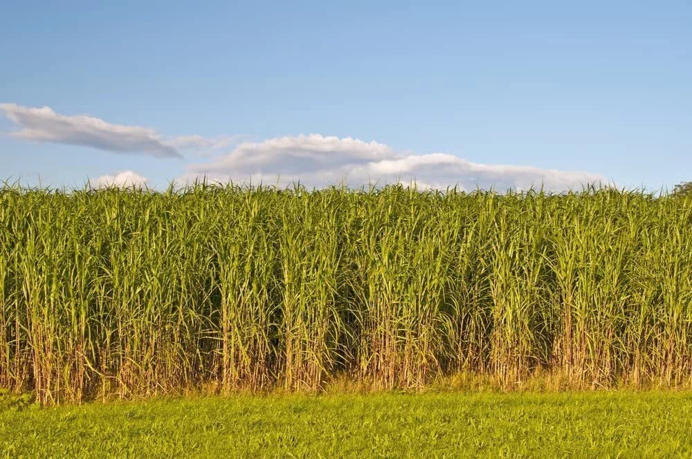 Switchgrass Seeds 2 Pounds Fast Growing Prairie Grass Panicum virgatum Drought-Tolerant Wildlife Habitat