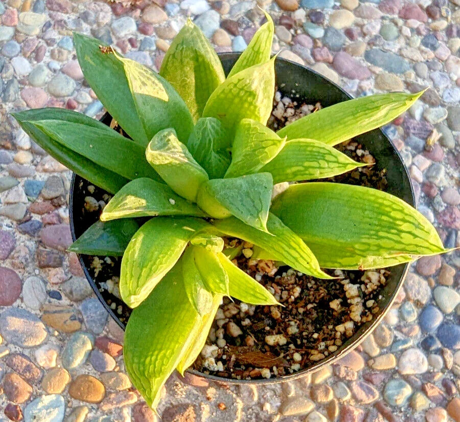 5" Potted Rare Succulent Haworthia Turgida Var. Longibracteata with Transparent Tips - Unique Indoor Plant