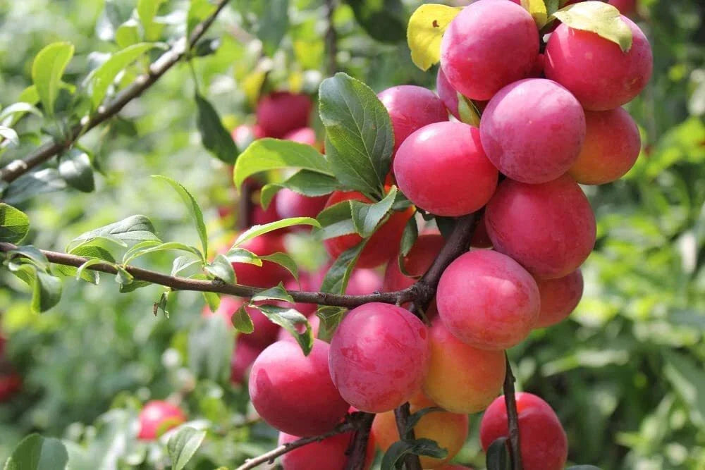 Plum Tree Seeds - 10 Non-GMO Seeds of Prunus Americana - American Plum - USA Made, Fast Shipping, Ideal for Home Gardens