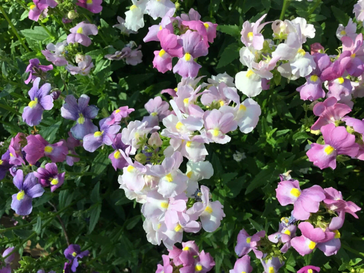 Easter Bonnet Flower Seeds - 150+ Seeds - Cape Snapdragon (Antirrhinum majus) - Vibrant Blooms for Garden & Containers