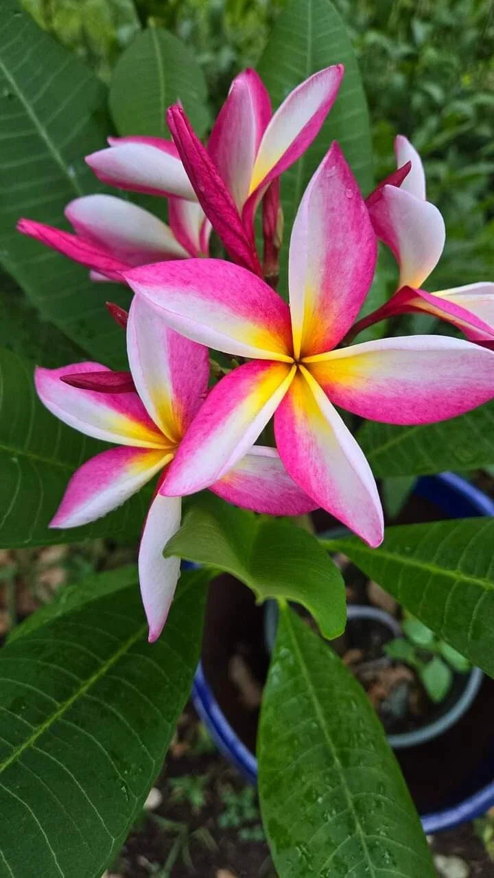 Multicolor Live Plumeria Plant, Well-Rooted Tropical Flowering Plant, Frangipani, Plumeria spp.
