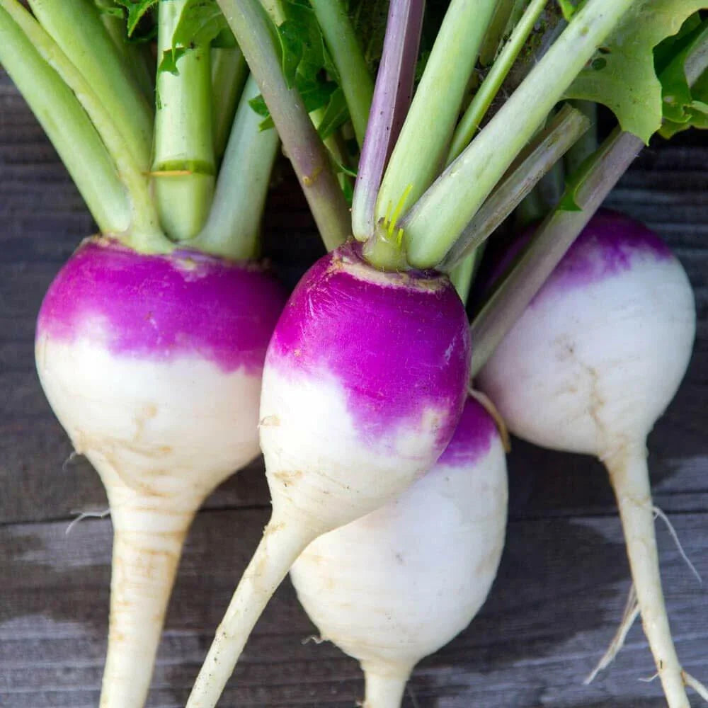 Purple Top Turnip Seeds - 1200+ Non-GMO Vegetable Seeds for Planting, Brassica rapa, Easy to Grow for Home Gardens