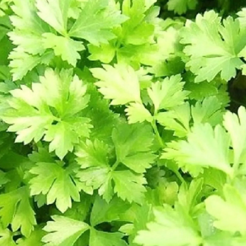 Italian Parsley Seeds | NON-GMO Heirloom | Green Flat Leaf | Petroselinum crispum