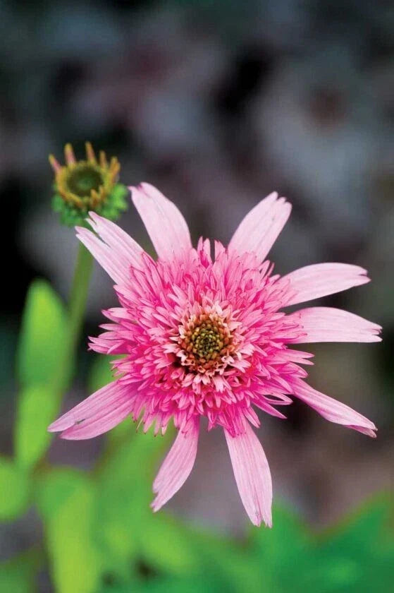 50 Coneflower Seeds - Pink Double Delight Echinacea Purpurea - Perennial Garden Flowers - USA Grown