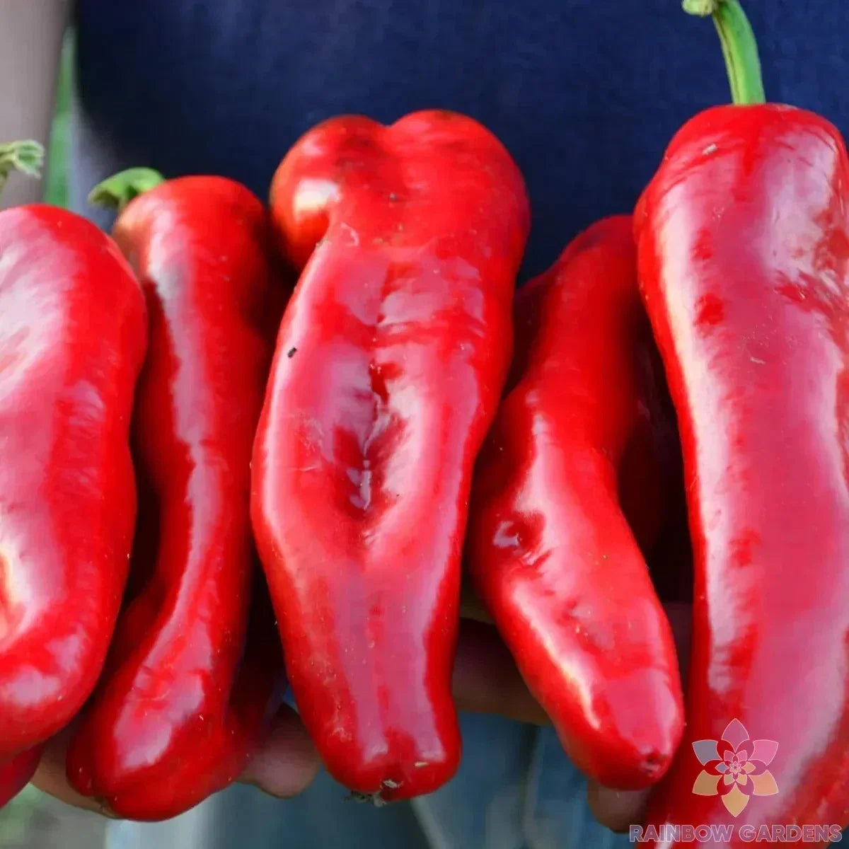 Marconi Red Sweet Pepper Seeds - 25+ Pack - Capsicum annuum - Non-GMO, Heirloom, Garden Planting Seeds