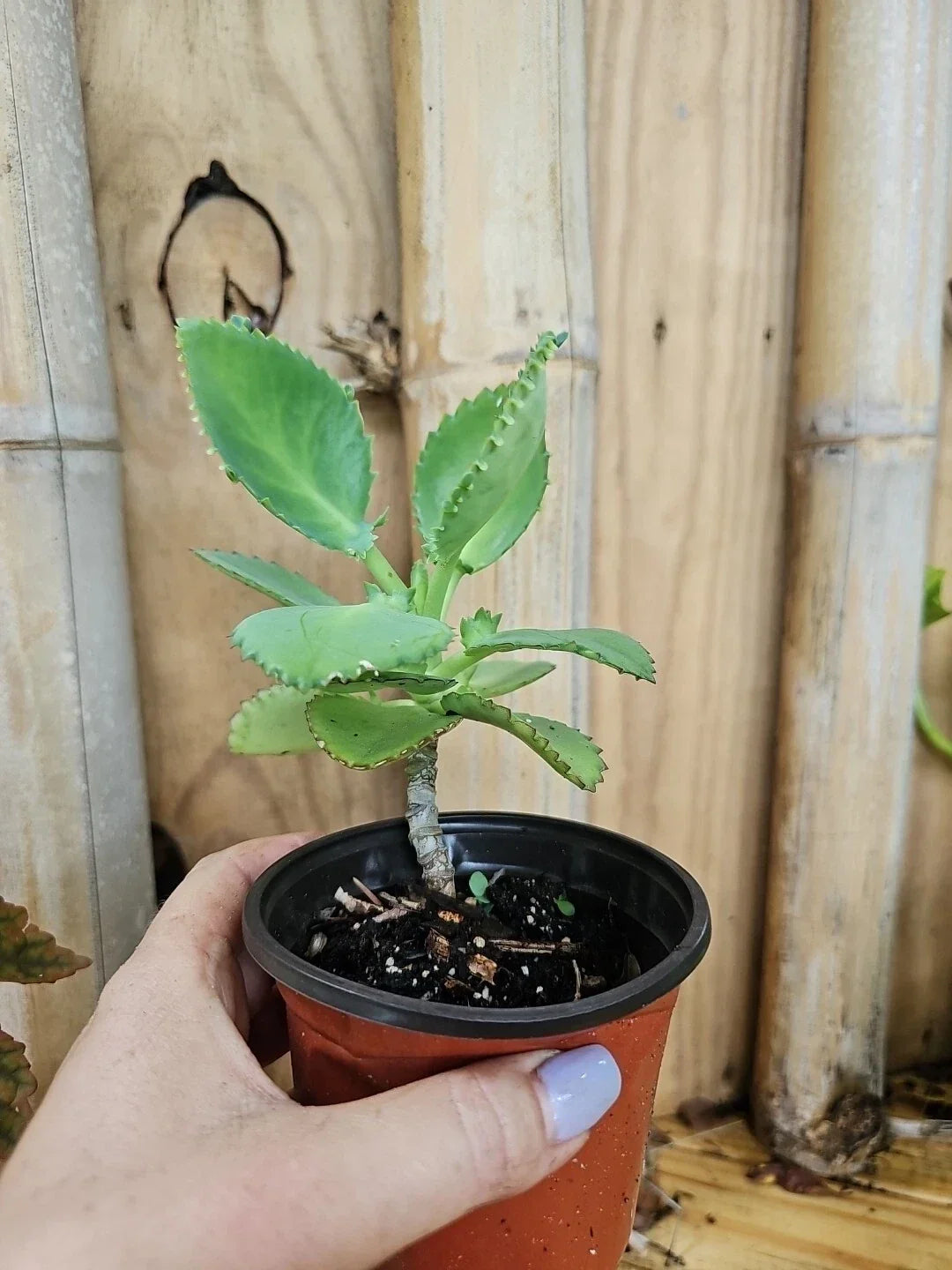Mother of Thousands Kalanchoe Succulent Plant 4" Mexican Hat Plant with Pups - Kalanchoe daigremontiana, Easy Care Indoor Plant