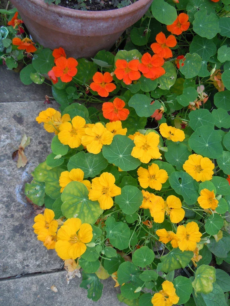Nasturtium Seeds - 30 Seeds - Jewel Mix Edible Flower - Tropaeolum majus - Colorful, Easy to Grow, Attracts Pollinators