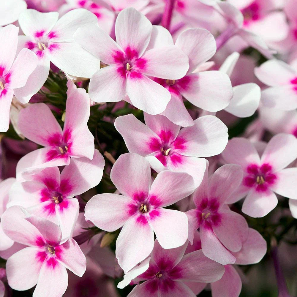 Creeping Phlox Live Starter Plants Set of 2 - Mix Colors Pink, White, Lavender - Phlox subulata Ground Cover Perennials
