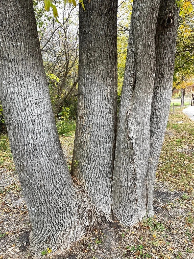 Green Ash Tree Seeds - 150 Seeds - Fraxinus Pennsylvanica Lanceolata - Native Landscaping Seeds for Planting