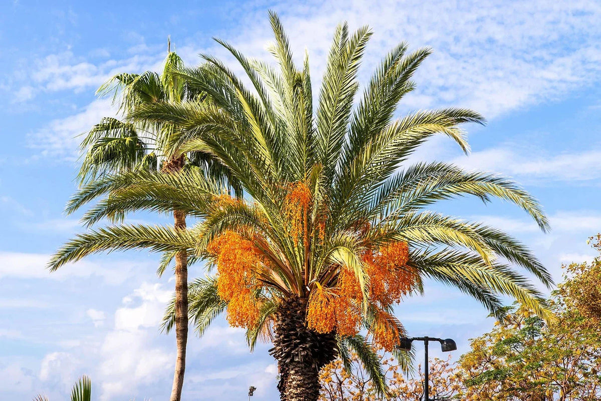 Jelly Palm Seeds (5 Seeds) - Butia capitata, Tropical Coco Palm for Planting, Hardy Exotic Plants for Gardens