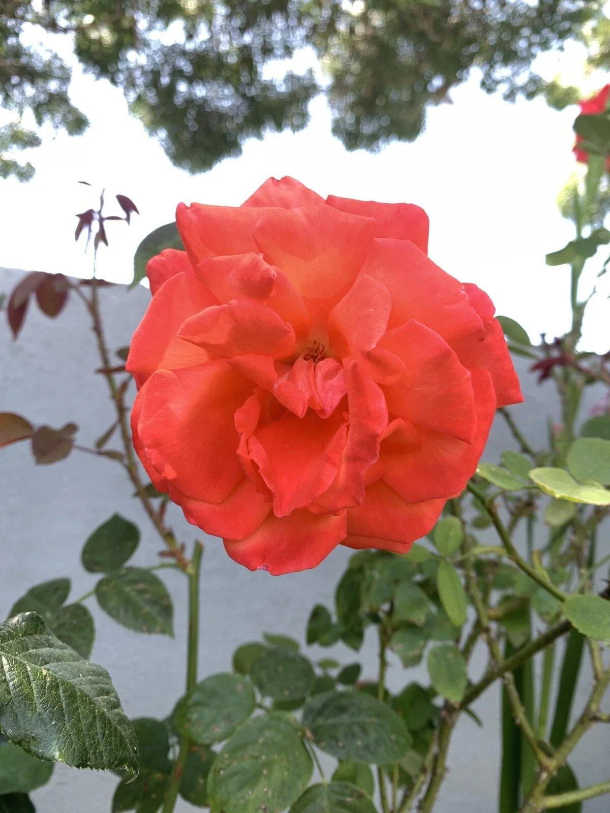 Orange Fragrant Rose Cuttings 6 Inch, 5 Pack, Rosa spp., No Roots, Ideal for Garden Enthusiasts