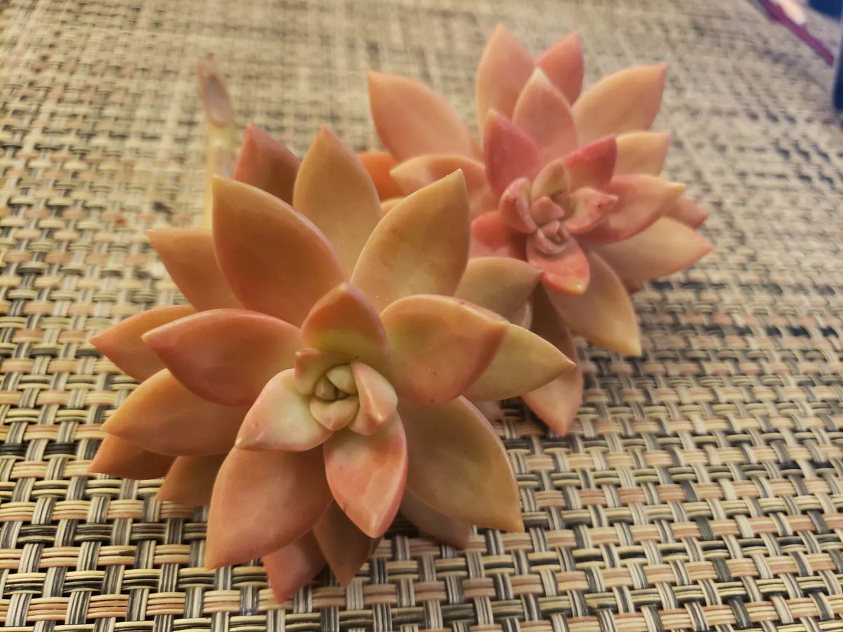 GraptoSedum "California Sunset" Unrooted Cuttings - 2" Diameter - Succulent Plant - Colorful Propagation Option